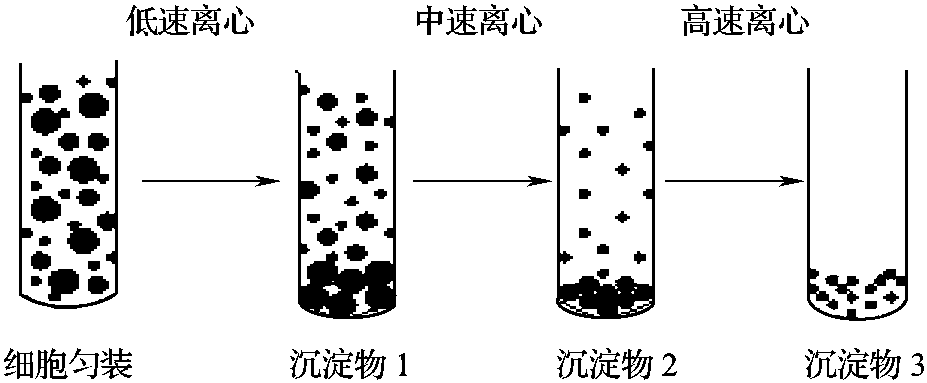 三、细胞器的分离